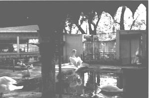 ALGER MAI 1956  JARDIN D ACCLIMATATION 1